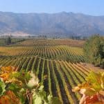 Casablanca Valley Wine Tour