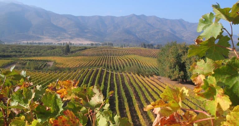 Casablanca Valley Wine Tour