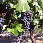 Colchagua Deluxe Wine Tour